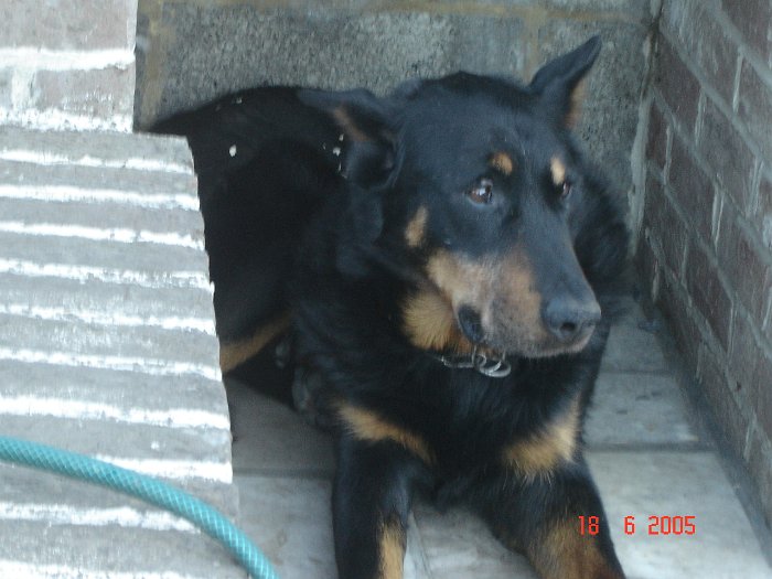 Strauss de la tuile aux loups (10)